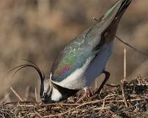 Hornborgasjøen, Northern Lapwing, Sverige, Vanellus vanellus, Vipe : Hornborgasjøen, Northern Lapwing, Sverige, Vanellus vanellus, Vipe