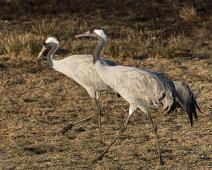 Trane   Common Crane, Grus grus, Hornborgasjøen, Sverige, Trane : Common Crane, Grus grus, Hornborgasjøen, Sverige, Trane