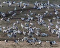 Common Crane, Grus grus, Hornborgasjøen, Sverige, Trane : Common Crane, Grus grus, Hornborgasjøen, Sverige, Trane