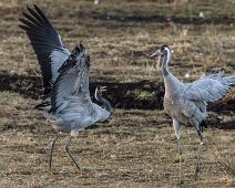 Common Crane, Grus grus, Hornborgasjøen, Sverige, Trane : Common Crane, Grus grus, Hornborgasjøen, Sverige, Trane