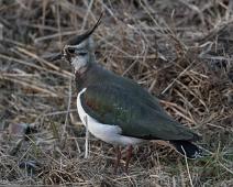Hornborgasjøen, Northern Lapwing, Sverige, Vanellus vanellus, Vipe : Hornborgasjøen, Northern Lapwing, Sverige, Vanellus vanellus, Vipe
