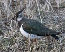 Hornborgasjøen, Northern Lapwing, Sverige, Vanellus vanellus, Vipe : Hornborgasjøen, Northern Lapwing, Sverige, Vanellus vanellus, Vipe