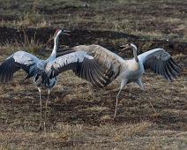 Common Crane, Grus grus, Hornborgasjøen, Sverige, Trane : Common Crane, Grus grus, Hornborgasjøen, Sverige, Trane