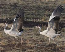 Common Crane, Grus grus, Hornborgasjøen, Sverige, Trane : Common Crane, Grus grus, Hornborgasjøen, Sverige, Trane