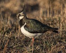 Vipe hann   Hornborgasjøen, Northern Lapwing, Sverige, Vanellus vanellus, Vipe : Hornborgasjøen, Northern Lapwing, Sverige, Vanellus vanellus, Vipe