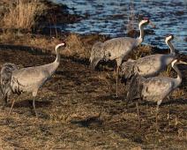 Common Crane, Grus grus, Hornborgasjøen, Sverige, Trane : Common Crane, Grus grus, Hornborgasjøen, Sverige, Trane