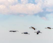 Common Crane, Grus grus, Hornborgasjøen, Sverige, Trane : Common Crane, Grus grus, Hornborgasjøen, Sverige, Trane