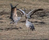 Common Crane, Grus grus, Hornborgasjøen, Sverige, Trane : Common Crane, Grus grus, Hornborgasjøen, Sverige, Trane