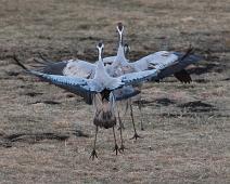 Common Crane, Grus grus, Hornborgasjøen, Sverige, Trane : Common Crane, Grus grus, Hornborgasjøen, Sverige, Trane