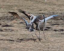 Common Crane, Grus grus, Hornborgasjøen, Sverige, Trane : Common Crane, Grus grus, Hornborgasjøen, Sverige, Trane