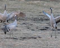 Common Crane, Grus grus, Hornborgasjøen, Sverige, Trane : Common Crane, Grus grus, Hornborgasjøen, Sverige, Trane