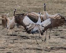 Common Crane, Grus grus, Hornborgasjøen, Sverige, Trane : Common Crane, Grus grus, Hornborgasjøen, Sverige, Trane
