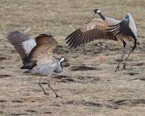 Common Crane, Grus grus, Hornborgasjøen, Sverige, Trane : Common Crane, Grus grus, Hornborgasjøen, Sverige, Trane