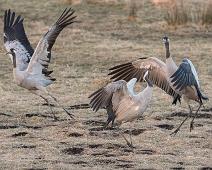 Common Crane, Grus grus, Hornborgasjøen, Sverige, Trane : Common Crane, Grus grus, Hornborgasjøen, Sverige, Trane
