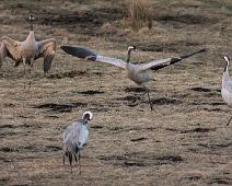 Common Crane, Grus grus, Hornborgasjøen, Sverige, Trane : Common Crane, Grus grus, Hornborgasjøen, Sverige, Trane