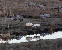 Common Crane, Cygnus cygnus, Grus grus, Hornborgasjøen, Sangsvane, Sverige, Trane, Whooper Swan : Common Crane, Cygnus cygnus, Grus grus, Hornborgasjøen, Sangsvane, Sverige, Trane, Whooper Swan