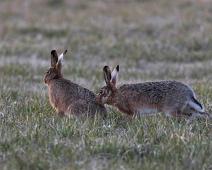 Hare : Hare