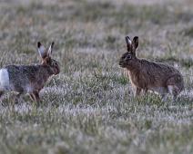 Hare : Hare