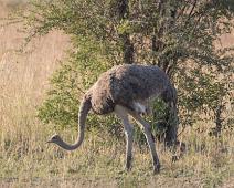 Afrikansk struts hunn   Afrikansk struts, Manyaleti, Somali ostrich, Struthio camelus molybdophanes, Sør-Afrika : Afrikansk struts, Manyaleti, Somali ostrich, Struthio camelus molybdophanes, Sør-Afrika