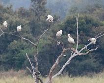 Afrikaskjestork   African Spoonbill, Afrikaskjestork, Manyaleti, Platalea alba, Sør-Afrika : African Spoonbill, Afrikaskjestork, Manyaleti, Platalea alba, Sør-Afrika