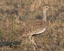 Bruntopptrappe   Bruntopptrappe, Buff-crested Bustard, Eupodotis gindiana, Manyaleti, Sør-Afrika : Bruntopptrappe, Buff-crested Bustard, Eupodotis gindiana, Manyaleti, Sør-Afrika