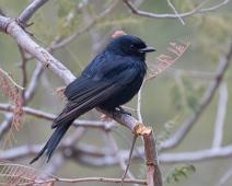 Drongofluesnapper   Drongofluesnapper, Melaenornis pammelaina, Southern Black-Flycatcher : Drongofluesnapper, Melaenornis pammelaina, Southern Black-Flycatcher