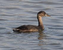 Dvergdykker   Dvergdykker, Little Grebe, Manyaleti, Sør-Afrika, Tachybaptus ruficollis : Dvergdykker, Little Grebe, Manyaleti, Sør-Afrika, Tachybaptus ruficollis