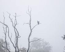 Flodørn   African Fish-Eagle, Flodørn, Haliaeetus vocifer, Manyaleti, Sør-Afrika : African Fish-Eagle, Flodørn, Haliaeetus vocifer, Manyaleti, Sør-Afrika
