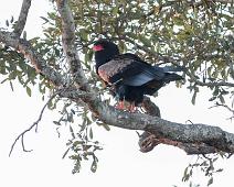 Gjøglerørn   Bateleur, Gjøglerørn, Manyaleti, Sør-Afrika, Terathopius ecaudatus : Bateleur, Gjøglerørn, Manyaleti, Sør-Afrika, Terathopius ecaudatus