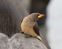 Gulnebboksehakker   Buphagus africanus, Gulnebboksehakker, Manyaleti, Sør-Afrika, Yellow-billed Oxpecker : Buphagus africanus, Gulnebboksehakker, Manyaleti, Sør-Afrika, Yellow-billed Oxpecker