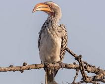 Gulnebbtoko   Eastern Yellow-billed Hornbill, Gulnebbtoko, Manyaleti, Sør-Afrika, Tockus flavirostris : Eastern Yellow-billed Hornbill, Gulnebbtoko, Manyaleti, Sør-Afrika, Tockus flavirostris