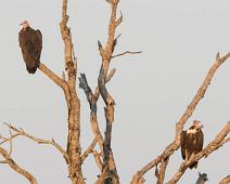 Hettegribb   Hettegribb, Hooded Vulture, Manyaleti, Necrosyrtes monachus, Sør-Afrika : Hettegribb, Hooded Vulture, Manyaleti, Necrosyrtes monachus, Sør-Afrika