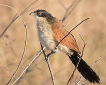 Hvitbrynsporegjøk adult   Centropus superciliosus, Hvitbrynsporegjøk, Manyaleti, Sør-Afrika, White-browed Coucal : Centropus superciliosus, Hvitbrynsporegjøk, Manyaleti, Sør-Afrika, White-browed Coucal