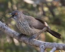Hvitbrynsporegjøk immature   Centropus superciliosus, Hvitbrynsporegjøk, Manyaleti, Sør-Afrika, White-browed Coucal, immature : Centropus superciliosus, Hvitbrynsporegjøk, Manyaleti, Sør-Afrika, White-browed Coucal, immature