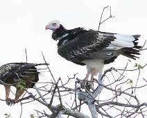 Hvithodegribb   Aquila rapax, Hvithodegribb, Manyaleti, Savanneørn, Sør-Afrika, Tawny Eagle, Trigonoceps occipitalis, White-headed Vulture : Aquila rapax, Hvithodegribb, Manyaleti, Savanneørn, Sør-Afrika, Tawny Eagle, Trigonoceps occipitalis, White-headed Vulture