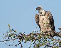 Hvitryggribb   Gyps africanus, Hvitryggribb, Manyaleti, Sør-Afrika, White-backed Vulture : Gyps africanus, Hvitryggribb, Manyaleti, Sør-Afrika, White-backed Vulture
