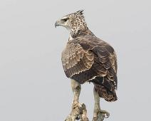 Kampørn   Kampørn, Manyaleti, Martial Eagle, Polemaetus bellicosus, Sør-Afrika : Kampørn, Manyaleti, Martial Eagle, Polemaetus bellicosus, Sør-Afrika