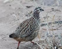 Krattfrankolin   Crested Francolin, Francolinus sephaena, Krattfrankolin, Manyaleti, Sør-Afrika : Crested Francolin, Francolinus sephaena, Krattfrankolin, Manyaleti, Sør-Afrika