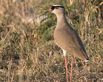 Kronvipe   Crowned Lapwing, Kronvipe, Manyaleti, Sør-Afrika, Vanellus coronatus : Crowned Lapwing, Kronvipe, Manyaleti, Sør-Afrika, Vanellus coronatus