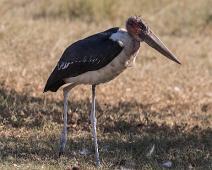 Maraboustork   Leptoptilos crumeniferus, Marabou stork, Maraboustork : Leptoptilos crumeniferus, Marabou stork, Maraboustork