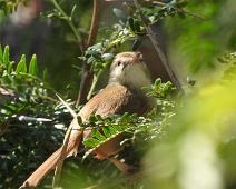Markbylbyl   Markbylbyl, Phyllastrephus terrestris, Terrestrial Brownbul : Markbylbyl, Phyllastrephus terrestris, Terrestrial Brownbul