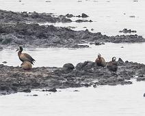 Maskeplystreand   Dendrocygna viduata, Manyaleti, Maskeplystreand, Sør-Afrika, White-faced Whistling-Duck : Dendrocygna viduata, Manyaleti, Maskeplystreand, Sør-Afrika, White-faced Whistling-Duck