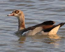 Niland   Alopochen aegyptiaca, Egyptian Goose, Manyaleti, Niland, Sør-Afrika : Alopochen aegyptiaca, Egyptian Goose, Manyaleti, Niland, Sør-Afrika