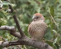 Rødhodeamadin   Amadina erythrocephala, Manyaleti, Red-headed Finch, Rødhodeamadin, Sør-Afrika : Amadina erythrocephala, Manyaleti, Red-headed Finch, Rødhodeamadin, Sør-Afrika