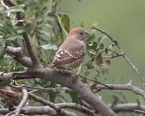 Rødhodeamadin   Amadina erythrocephala, Manyaleti, Red-headed Finch, Rødhodeamadin, Sør-Afrika : Amadina erythrocephala, Manyaleti, Red-headed Finch, Rødhodeamadin, Sør-Afrika