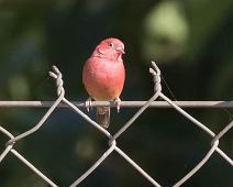 Rødnebbamarant   Lagonosticta senegala, Red-billed Firefinch, Rødnebbamarant : Lagonosticta senegala, Red-billed Firefinch, Rødnebbamarant
