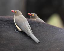 Rødnebboksehakker   Buphagus erythrorhynchus, Manyaleti, Red-billed Oxpecker, Rødnebboksehakker, Sør-Afrika : Buphagus erythrorhynchus, Manyaleti, Red-billed Oxpecker, Rødnebboksehakker, Sør-Afrika