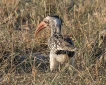 Rødnebbtoko   Manyaleti, Red-billed hornbill, Rødnebbtoko, Sør-Afrika, Tockus erythrorhynchus : Manyaleti, Red-billed hornbill, Rødnebbtoko, Sør-Afrika, Tockus erythrorhynchus