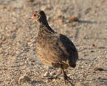 Rødstrupefrankolin   Francolinus afer cranchii, Manyaleti, Red-necked Spurfowl, Rødstrupefrankolin, Sør-Afrika : Francolinus afer cranchii, Manyaleti, Red-necked Spurfowl, Rødstrupefrankolin, Sør-Afrika