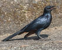 Rødvingestær   Gods window, Onychognathus morio, Red-winged starling, Rødvingestær, Sør-Afrika : Gods window, Onychognathus morio, Red-winged starling, Rødvingestær, Sør-Afrika